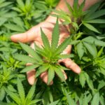 CBD Business Growth Plan